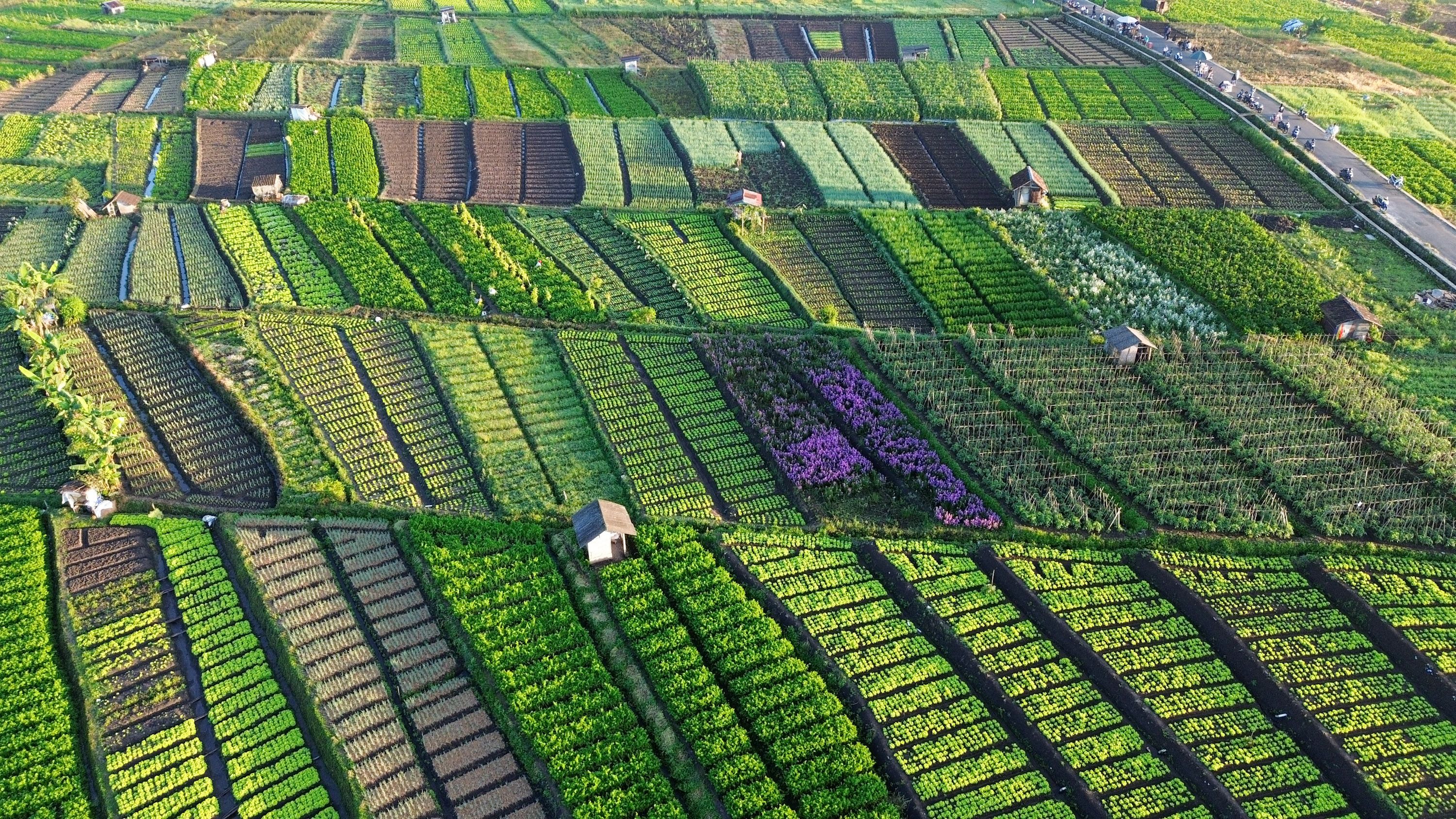 Vista aérea de diferentes canteiros e áreas de cultivo