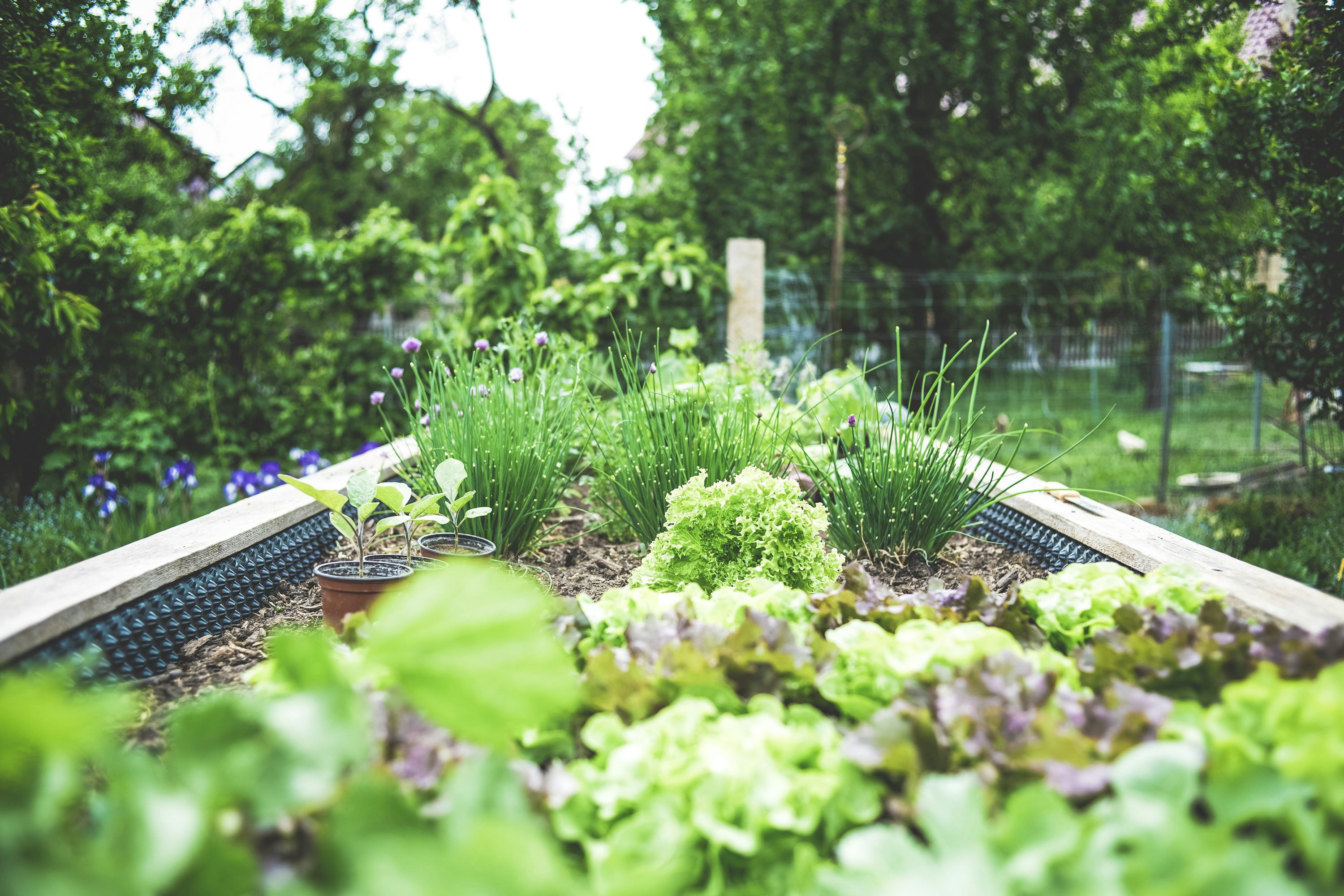 Horta com canteiros de folhas verdes em meio à vegetação